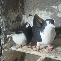 پرنده|پرنده|چناران, |دیوار