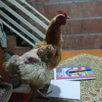 مرغ تخمگذار|حیوانات مزرعه|مشهد, کوشش|دیوار
