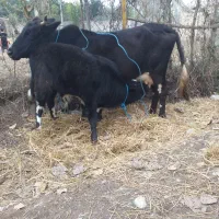 گاو با گوساله نر