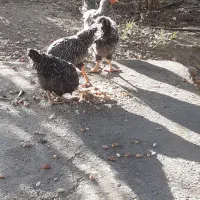 مرغ وخروس پیلموت