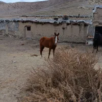 اسب|اسب و تجهیزات اسب‌سواری|مشهد, موسوی قوچانی|دیوار