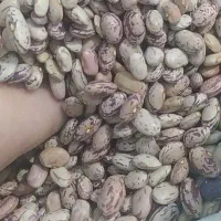 لوبیا