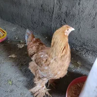 مرغ برهما دو عدد