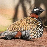 بلدرچین نر کوهی