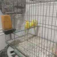 مرغ عشق لوتینو