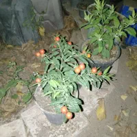 گل گیاه|گل و گیاه طبیعی|سبزوار, پیروزی|دیوار