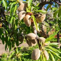 فروش نهال بادام شکوفه پربار تضمینی|خدمات باغبانی و درختکاری|نیشابور, رنج آباد|دیوار