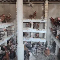 مرغ تخمگذار محلی