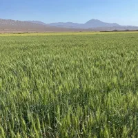 8-3-هکتار-زمین-آماده-برای-باغ-پسته-و-زیتون