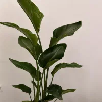 گل نیکولای قد۱۴۵ عمده و تکی با برگ‌های کاملا سالم