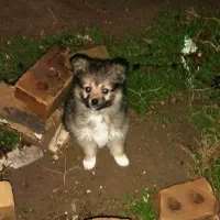 توله پامرین اصل معاوضه دارم