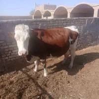 گاوشیری سیمنتال|حیوانات مزرعه|یزد, |دیوار