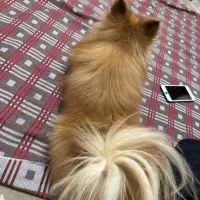 پامر روباهی اصیل|سگ|تهران, جیحون|دیوار