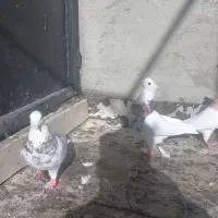 سه جفت نر ماده طوقی