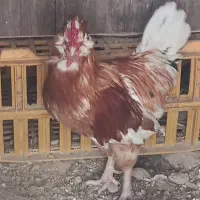 خروس|حیوانات مزرعه|ورامین, ورامین|دیوار