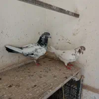 کبوتر پرشی شهرستان