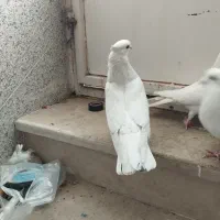 کاشانی یا تهرانی|پرنده|بندر ماهشهر, |دیوار