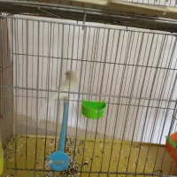 قناری ماده سوپر|پرنده|پیر بکران, |دیوار