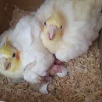 عروس هلندی و با جوجه هاش