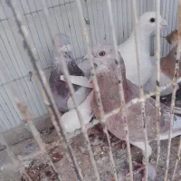 کفتر|پرنده|سبزوار, چهارراه فرودگاه|دیوار