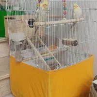 عروس هلندی ،جفت|پرنده|لاهیجان, کوی آزادگان|دیوار