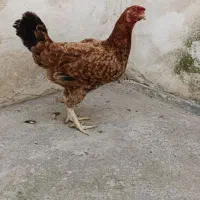 مرغ و خروس لاری