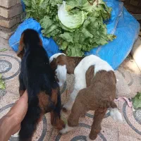 بره‌.میش‌.بیگ.بز