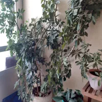 گل بسیار زیبا|گل و گیاه طبیعی|شیروان (خراسان), |دیوار