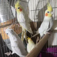 ۲ جفت آلبینو و لوتینو چشم شرابی (بصورت یکجا)