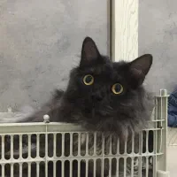 گربه پرشین ۲ساله