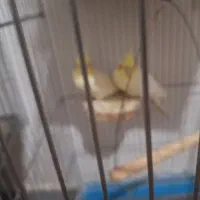 عروس هلندی نر ماده|پرنده|مهران (ایلام), |دیوار