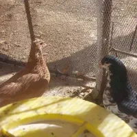 فروش کفتر|پرنده|سپیدان, |دیوار