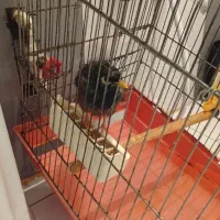 مرغ مینا سخنگو