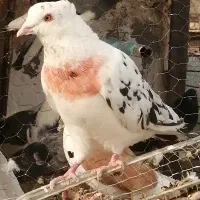 چهار تا حیون کار درست|پرنده|تهران, حصارک|دیوار