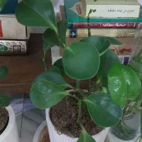 گل قاشقی گندمی و۴تا کاکتوس با گلدان و زیرگلدانی