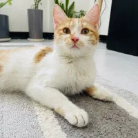 واگذاری گربه ۵ماهه رایگان با فرم تعهد