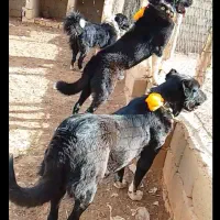 سگ قدرجانی