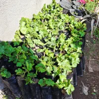 نهال انگور موندراپ