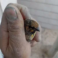 سهره گلبسر قناری|پرنده|خمینی‌شهر, |دیوار