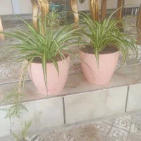 گل طبیعی|گل و گیاه طبیعی|ایلام, |دیوار