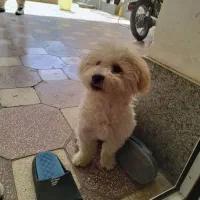 سگ شیتزو ترییر|سگ|بجنورد, |دیوار