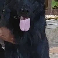 ژرمن شولاین