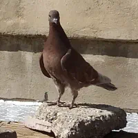 کبوتر پرشی|پرنده|پردیس, فاز ۱|دیوار