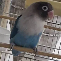 طوطی برزیلی|پرنده|بروجرد, |دیوار