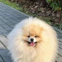 سگ گمشده|سگ|بندر کنگان, |دیوار