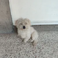 سگ پاکوتاه شیدزو نر