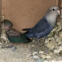 6 تا طوطی برزیلی