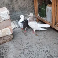 پرنده|پرنده|ساوه, |دیوار