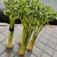 گل بامبو تایلندی سوپر لوکس و گلدان و قطره بامبو