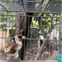 سهره نر حلقه پا